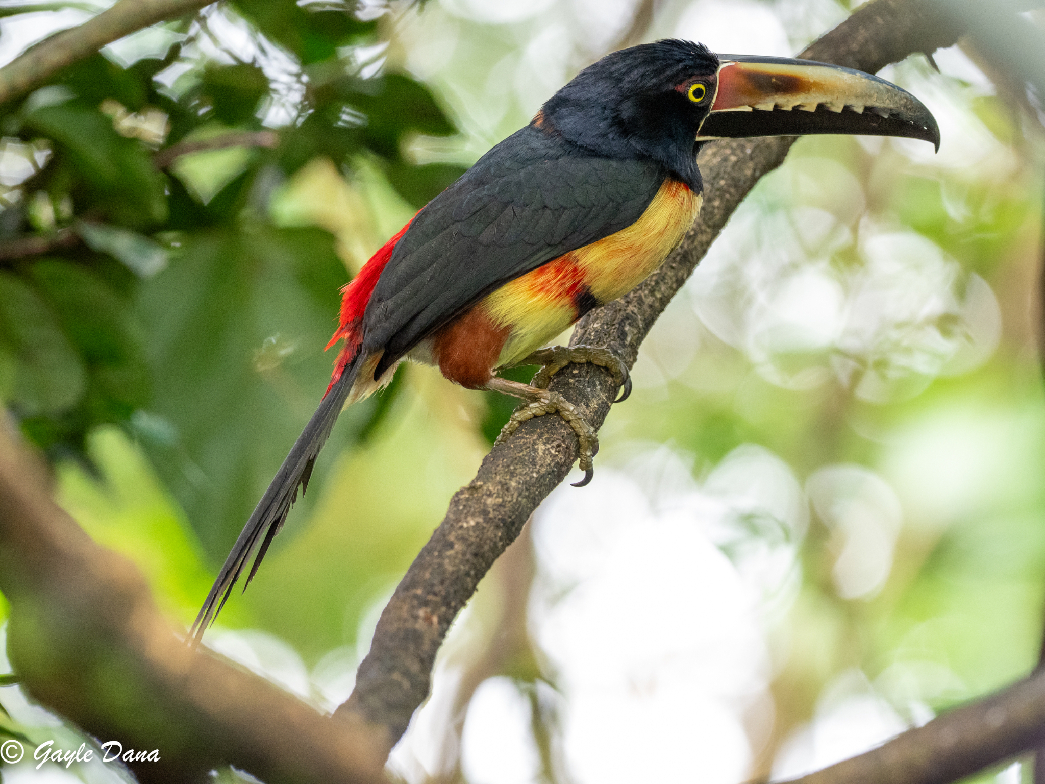 Collared Aracari